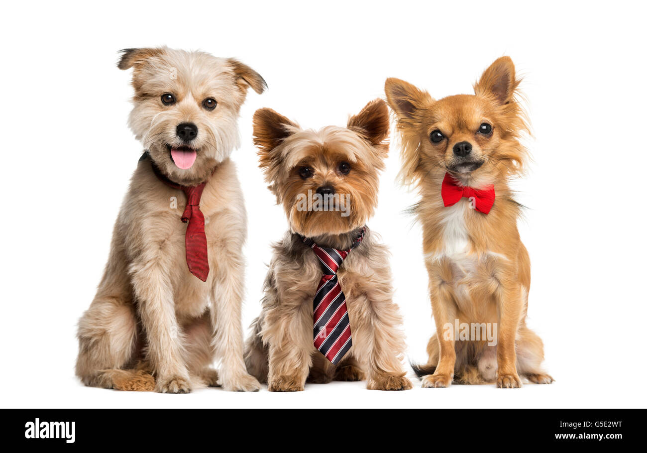 Gruppe von Hunden vor einem weißen Hintergrund Stockfoto