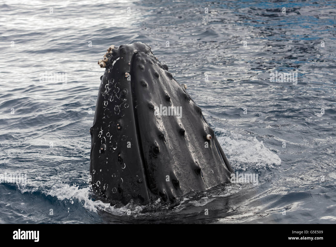 Buckelwal (Impressionen Novaeangliae) mit Entenmuscheln (Balanus SP.), artspezifische Spion-hopping, Queensland, Pazifik Stockfoto