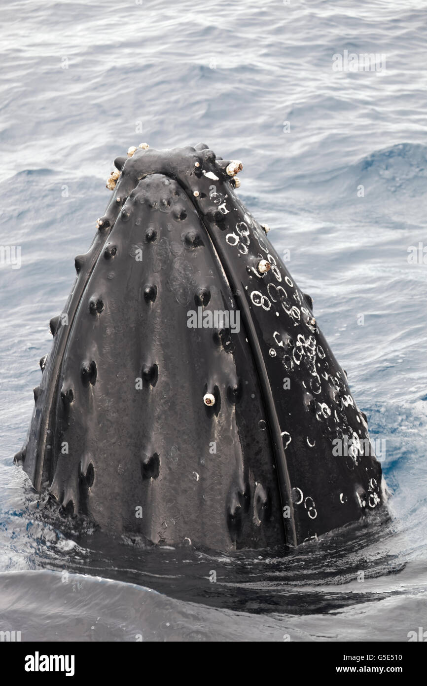 Buckelwal (Impressionen Novaeangliae) mit Entenmuscheln (Balanus SP.), artspezifische Spion-hopping, Queensland, Pazifik Stockfoto