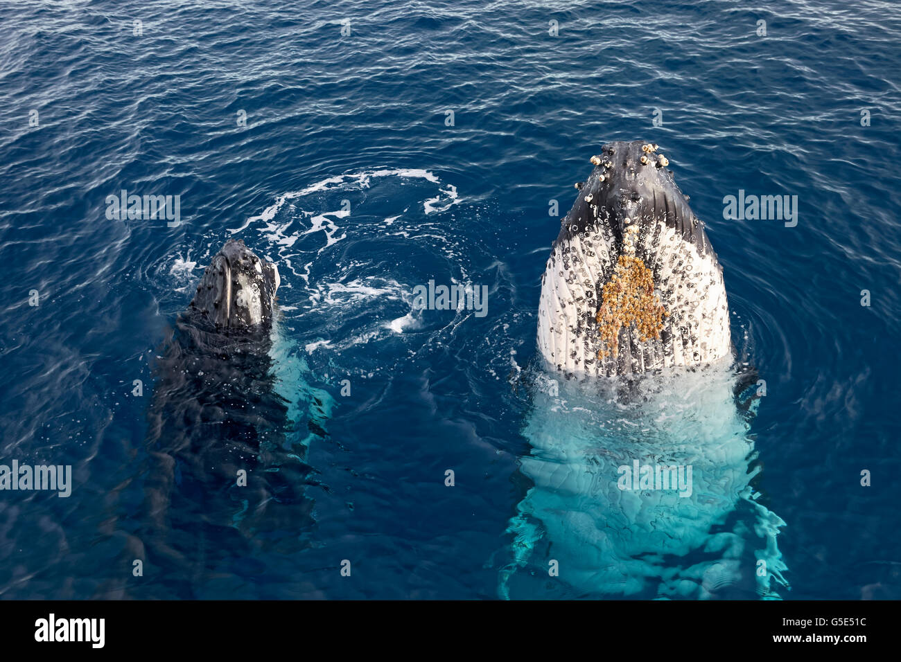 Buckelwal (Impressionen Novaeangliae) mit Welpen, artspezifische Spion-hopping, Queensland, Pazifik, Australien Stockfoto
