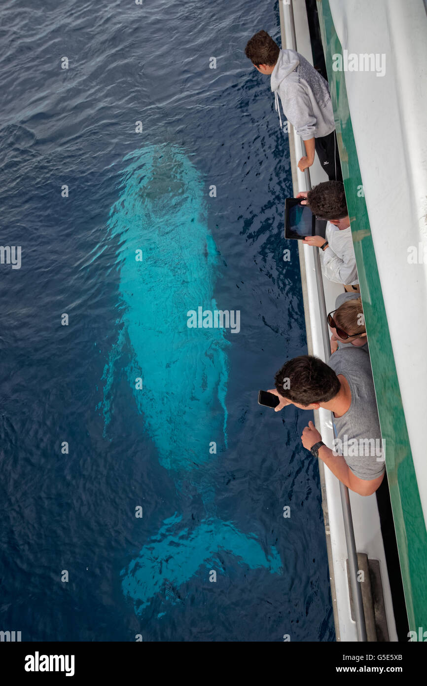 Touristsa auf eine Whale watching Boot Humpback Wale beobachten (Impressionen Novaeangliae), Mooloolaba, Queensland, Pazifik, Australien Stockfoto