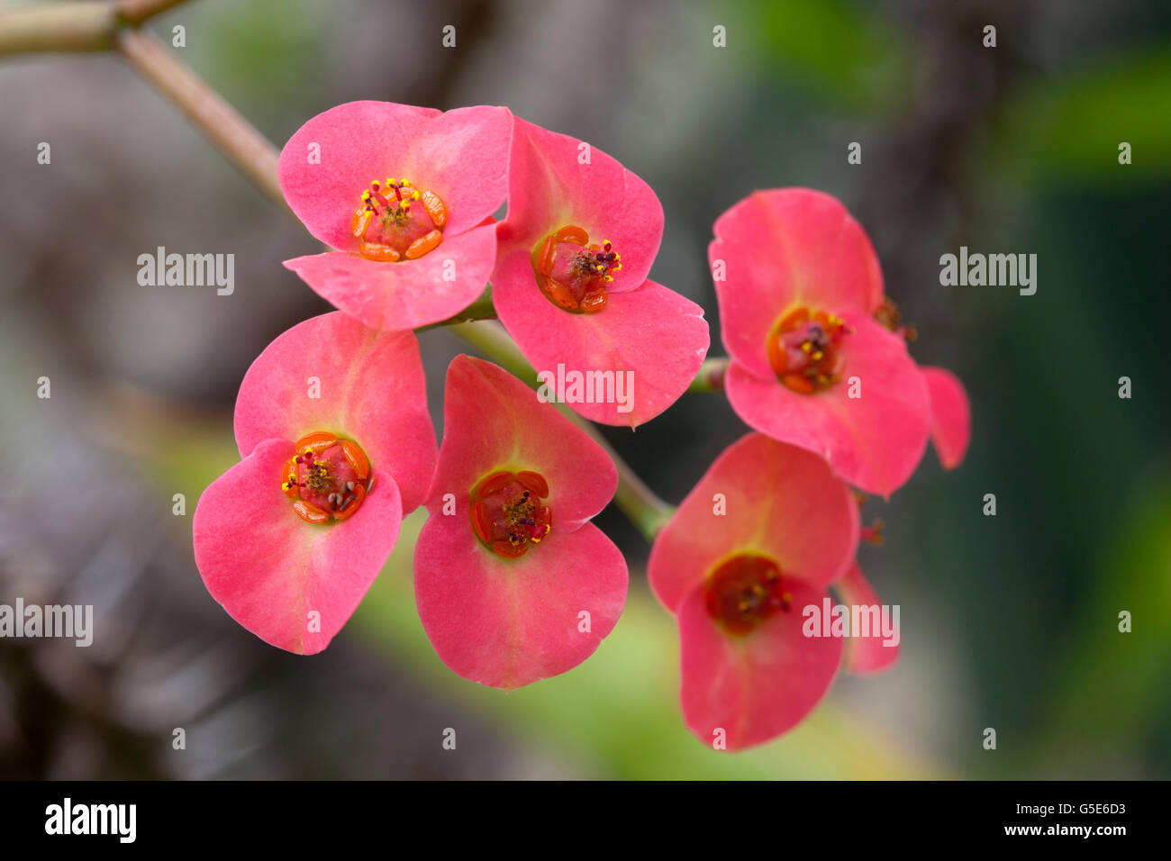Dornenkronen oder Christus Pflanze (Euphorbia Milii), Blumen, Botanischer Garten, Bochum, Nordrhein-Westfalen Stockfoto