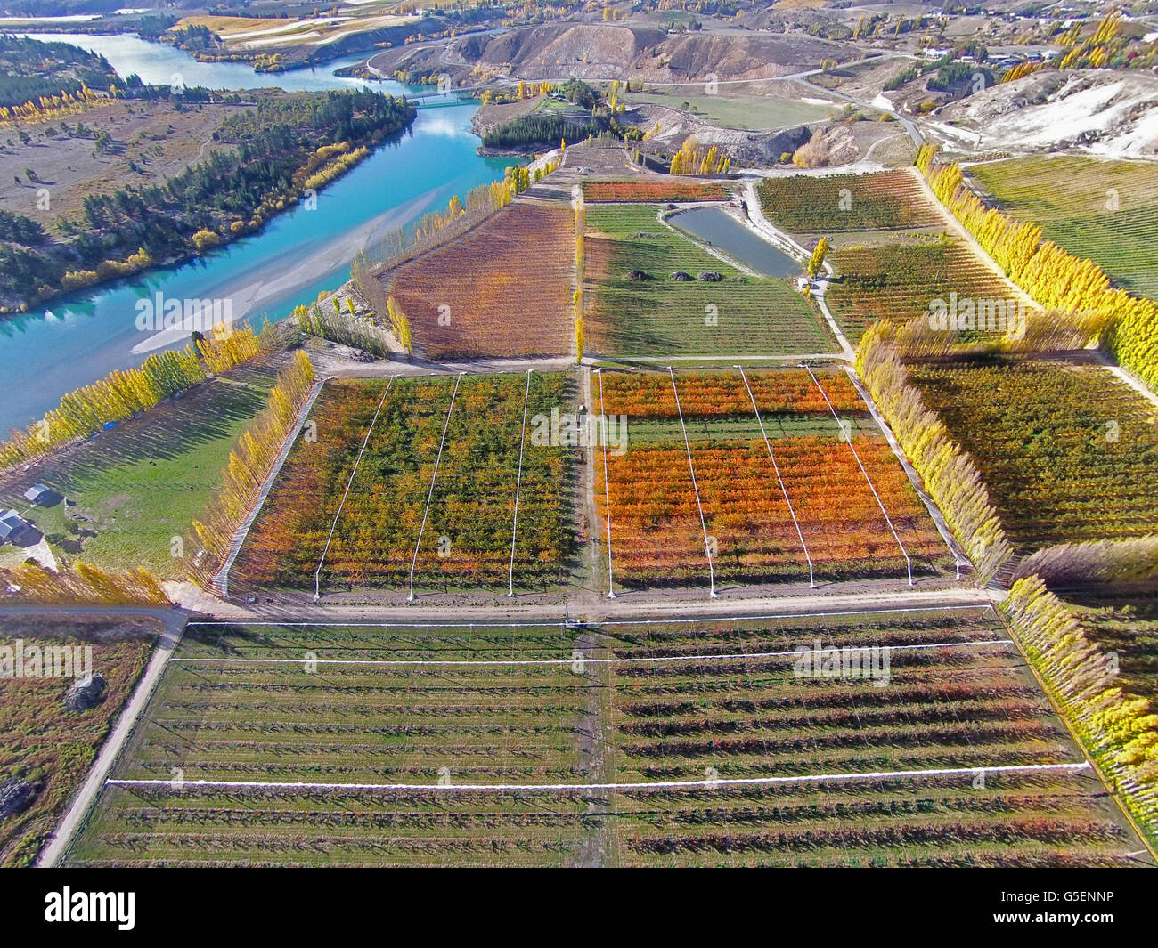 Obstgärten, Pappeln, und Lake Dunstan, Bannockburn, in der Nähe von Cromwell, Central Otago, Südinsel, Neuseeland - Drohne Luftbild Stockfoto