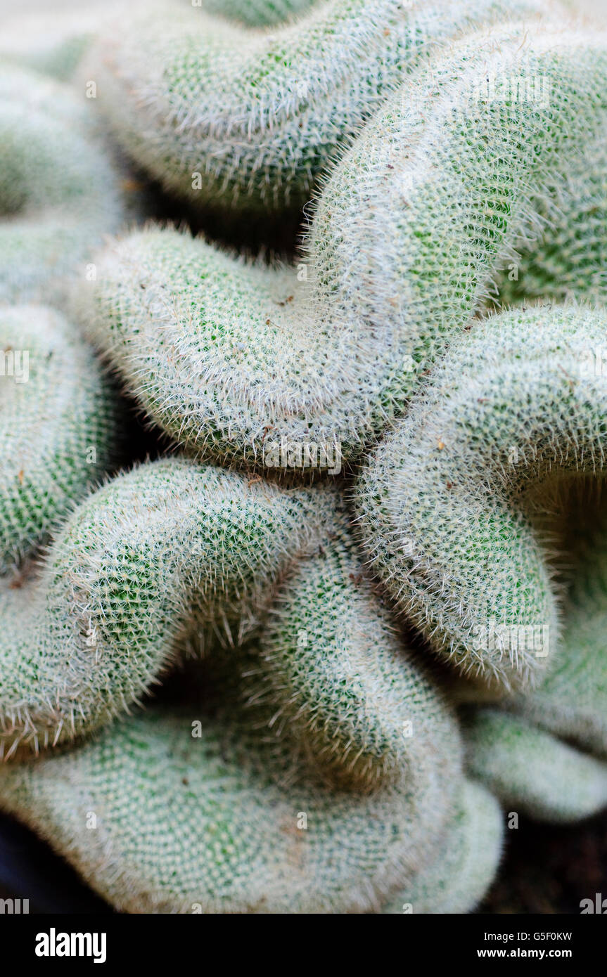 Cristata Cactus Mammillaria Geminispina Stockfotografie Alamy