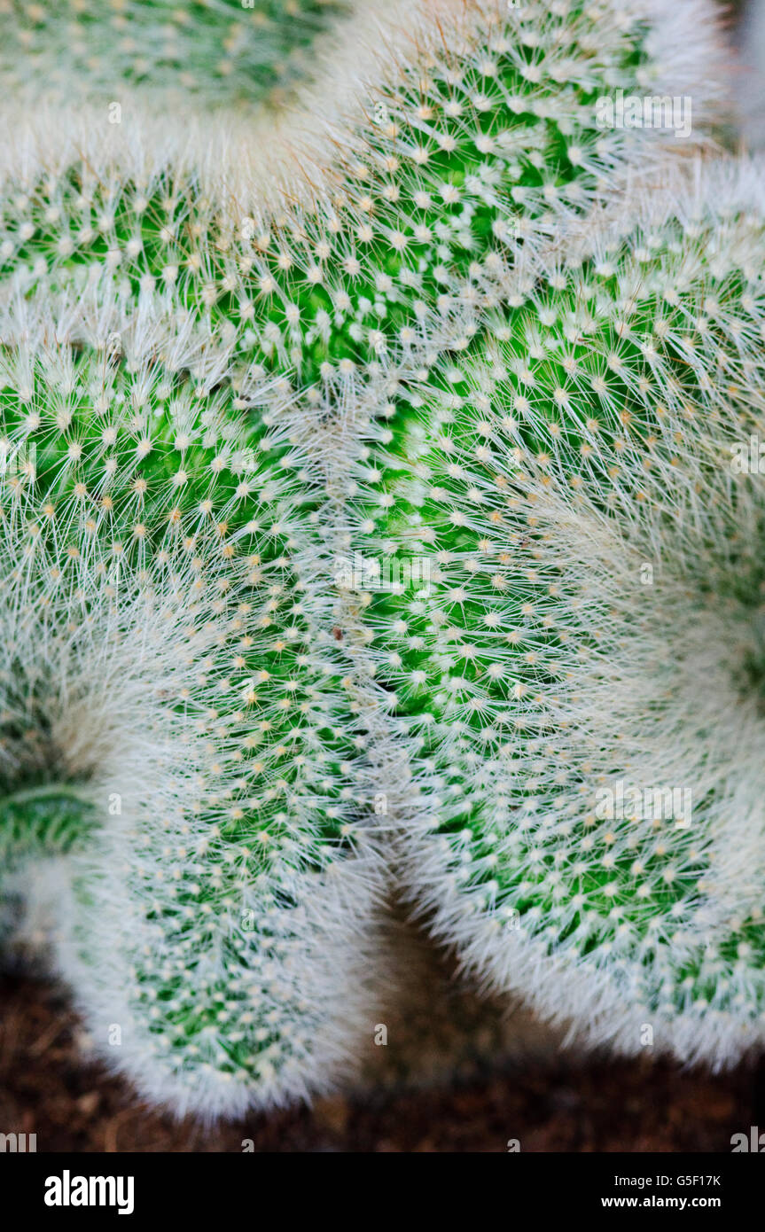 Cristata Cactus Mammillaria La Stockfotografie Alamy