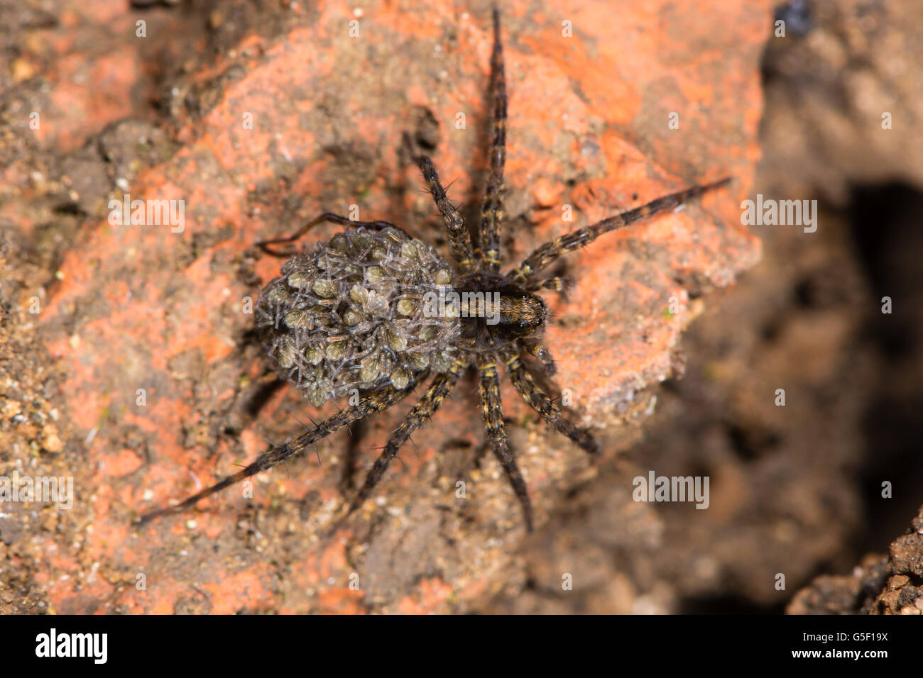 wolfspinne-mit-jungen-fotos-und-bildmaterial-in-hoher-aufl-sung-alamy