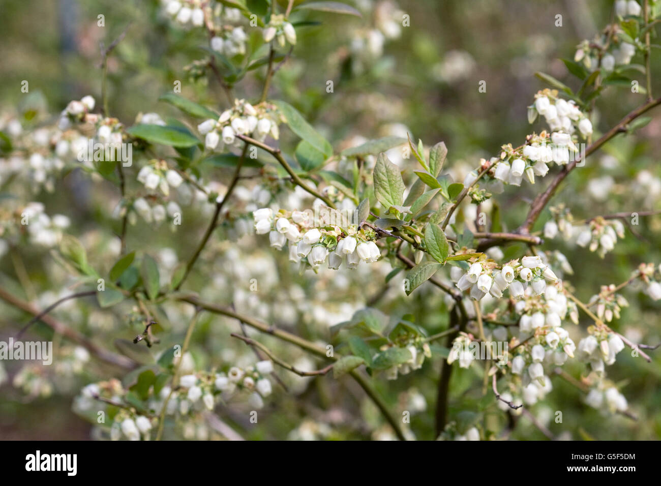 Vaccinium Corymbosum. Heidelbeere 'Berkeley' Blumen im Frühjahr. Stockfoto