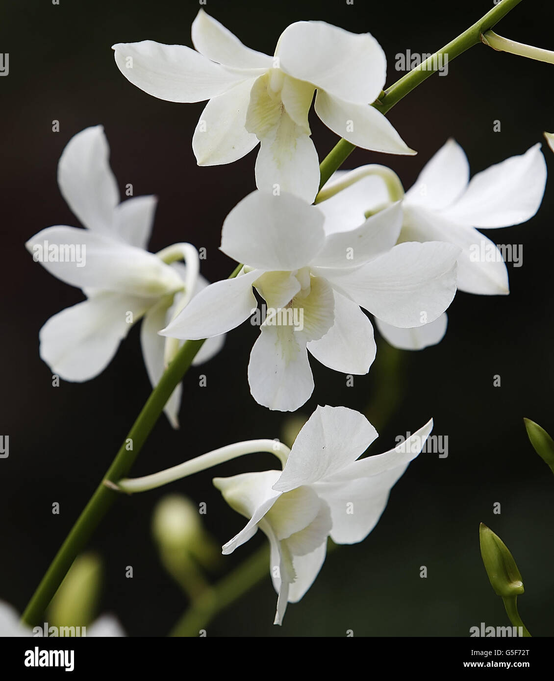 Die Orchidee, benannt nach Prinz Wilhelms Mutter Diana, Prinzessin von Wales während des ersten Engagements des Herzogs und der Herzogin von Cambridge in Singapur, im Rahmen einer neuntägigen Tour durch den Fernen Osten und den Südpazifik zu Ehren des Diamantenjubiläums der Königin. Stockfoto
