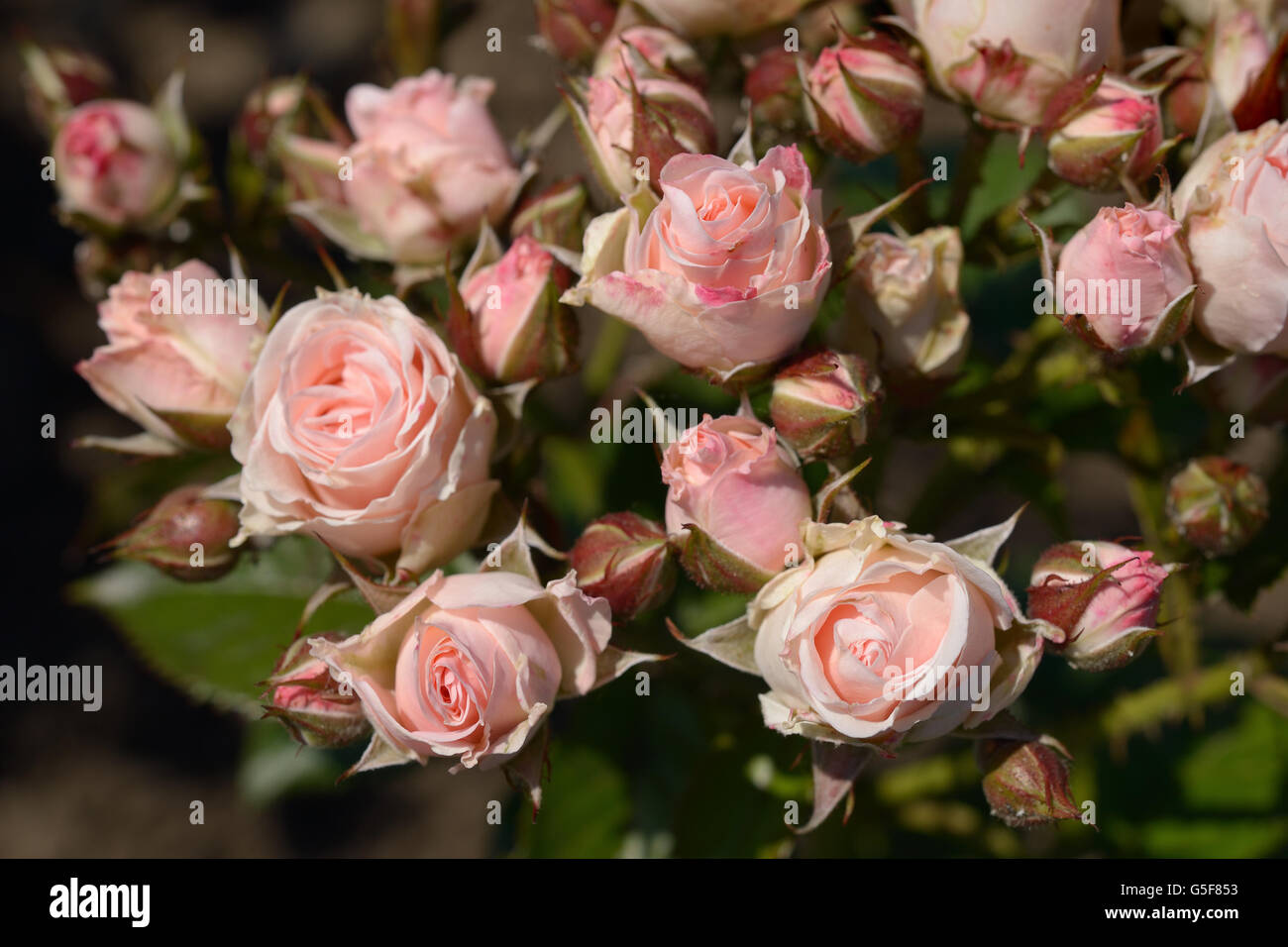 Leichte rosa Rosen im Garten Stockfoto