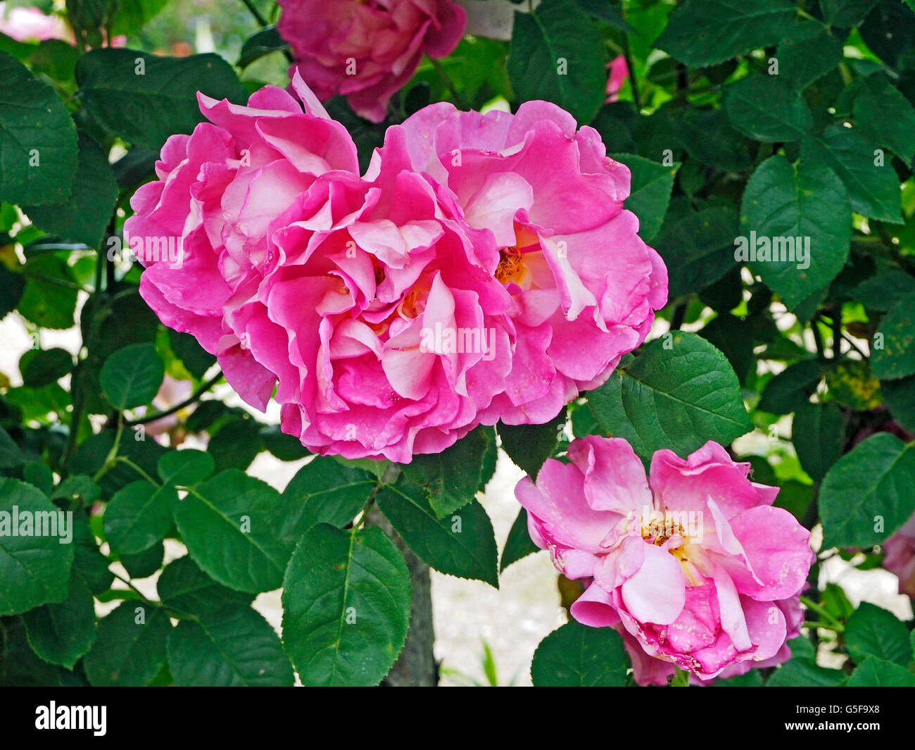 "Anne Boleyn" Rose, eine Wiederholung blühende Strauchrose Stockfoto