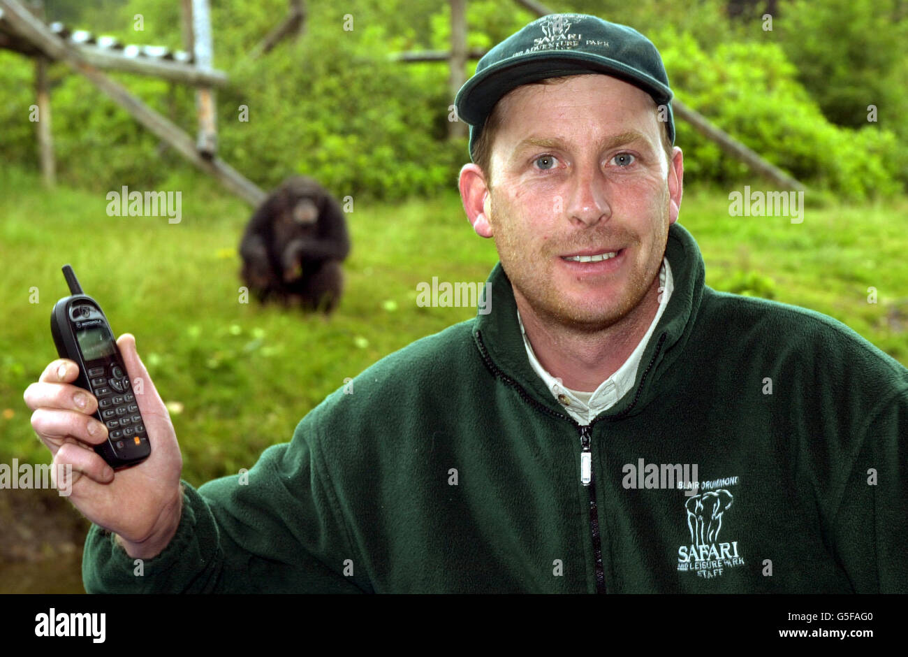 Mobilen Schimpanse Gilmour Stockfoto