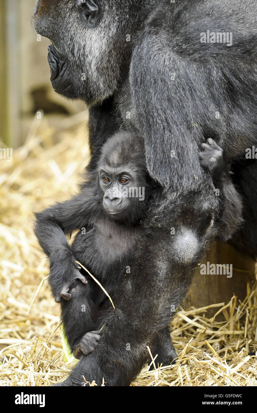 Kukena der kleine westliche Flachland-Gorilla klammert sich an seine Mutter Salome, als Kukena am 27. September in den Bristol Zoo Gardens seinen ersten Geburtstag feiert. Der kleine Kukena ist noch klein, wiegt ca. 7kg und steht ca. 45cm groß und klammert sich immer noch an seine Mutter Salome, wird aber mit seiner Entwicklung abenteuerlicher. Stockfoto