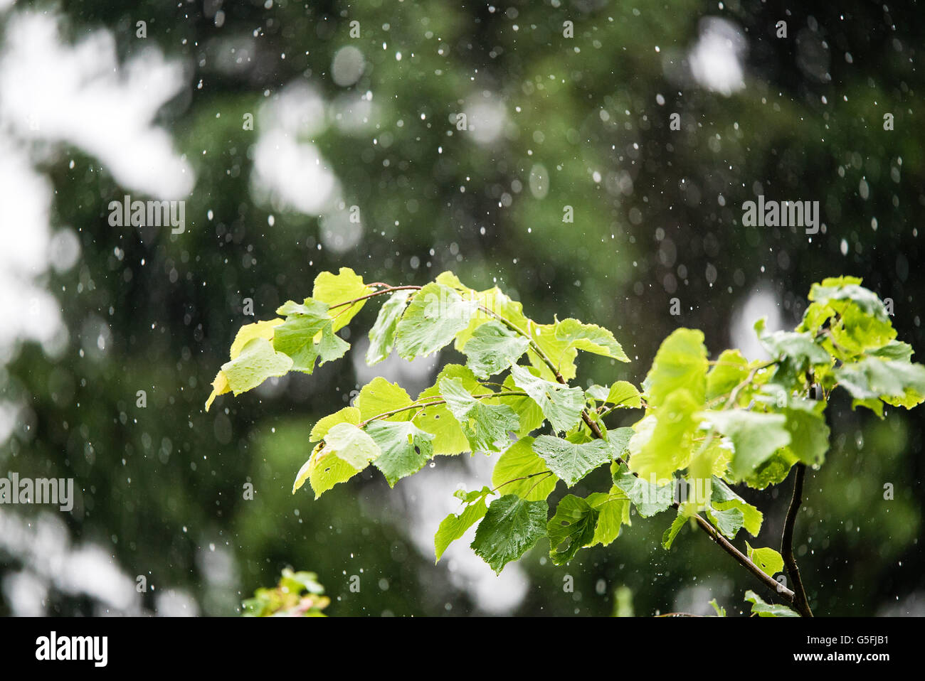 Sommer regnerisch draußen Platzregen Stockfoto