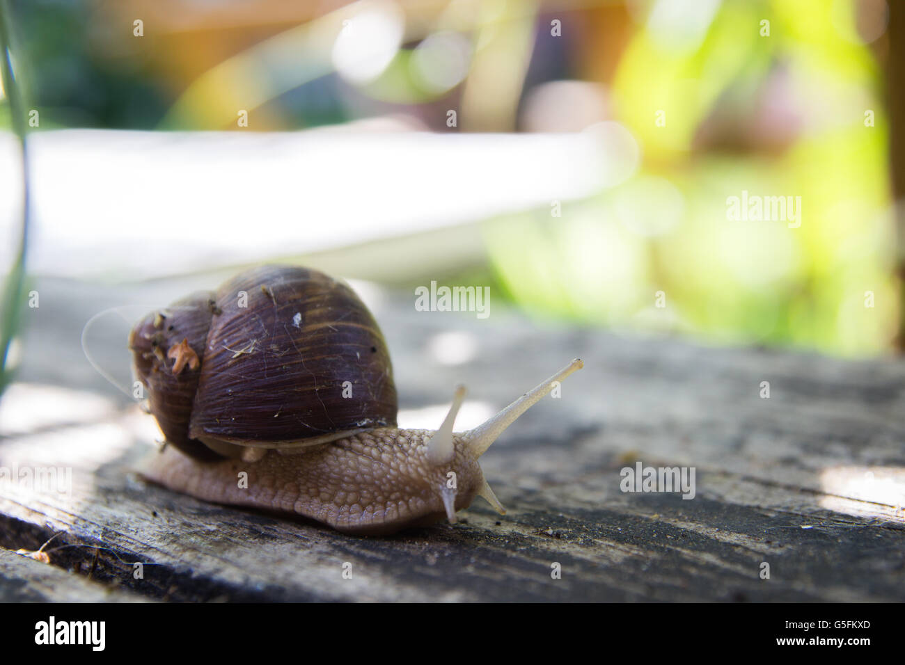 große Schnecke auf Holztisch Stockfoto