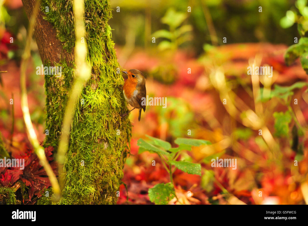 Im Garten „Andrews Corner“ in Belstone, Dartmoor, Devon, sitzt ein Robin im rot-orangen Farbton eines Acer japonicum „Aconitifolium“, das rot wird und seine Herbstblätter ablässt. Stockfoto