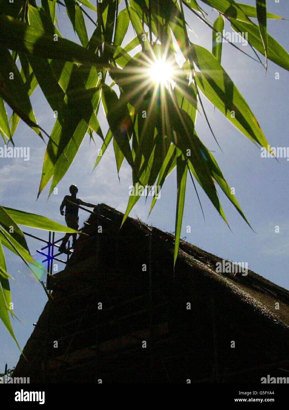 Der Rigger Jamie Lee arbeitet auf dem Dach eines traditionellen reetgedeckten japanischen Hauses, das im Südwesten Londons im stimmungsvollen Bamboo Garden gebaut wird. *das Haus ist 100 Jahre alt und wurde 5900 Meilen auf dem Seeweg von Japan transportiert und wird mit 21 Tonnen Lincolnshire Schlamm wieder aufgebaut. Stockfoto