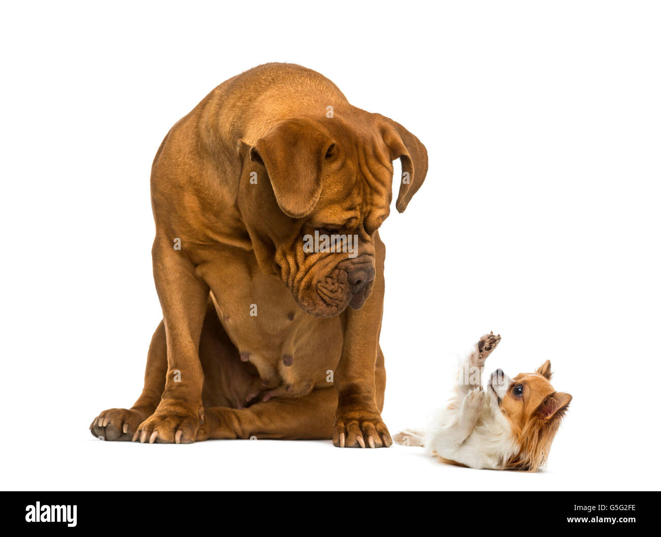 Dogge de Bordeaux zu sitzen und mit Blick auf einen Chihuahua vor einem weißen Hintergrund Stockfoto