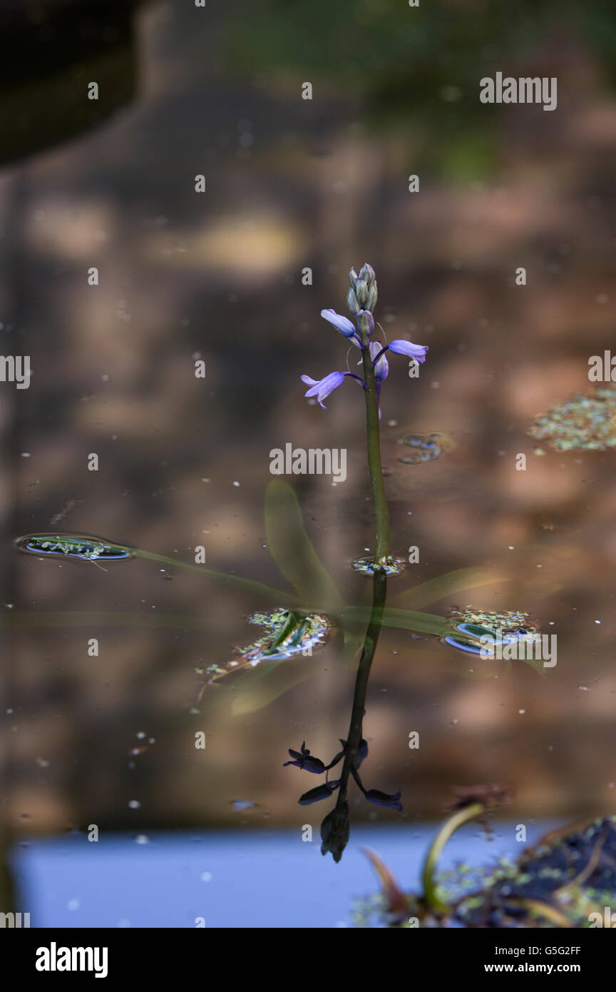 Kleine lila blühende Pflanze spiegelt sich im unscharfen, spiegelglatte Wasser eines Teiches. Stockfoto