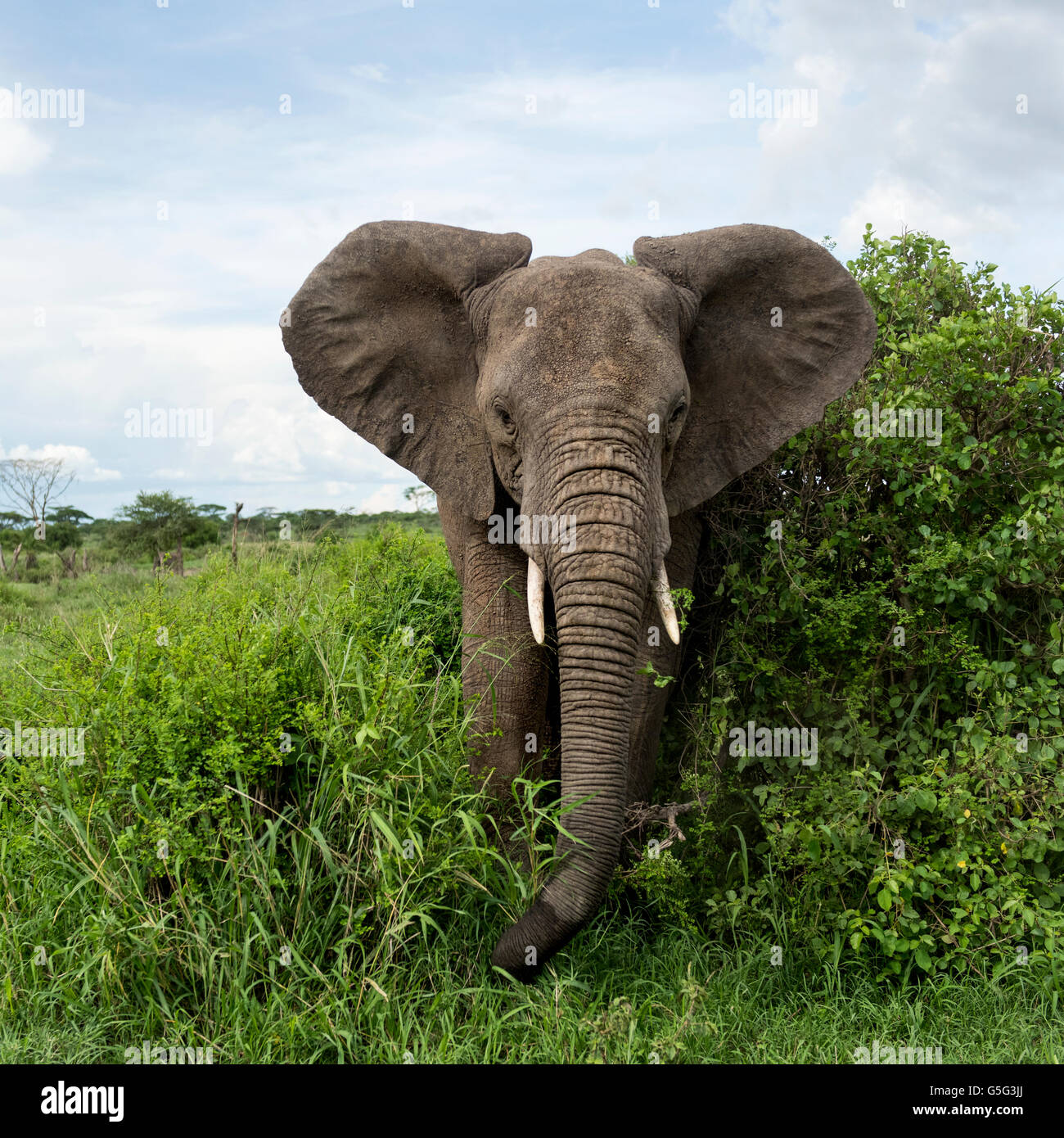 Elefant facing, Serengeti, Tansania Stockfoto