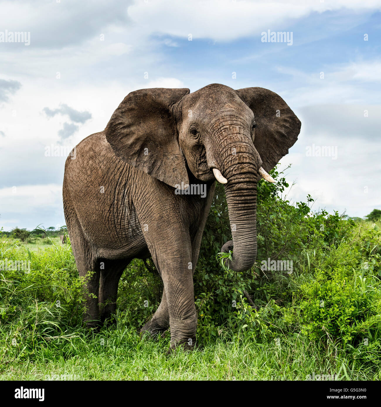 Elefanten spazieren, Serengeti, Tansania Stockfoto