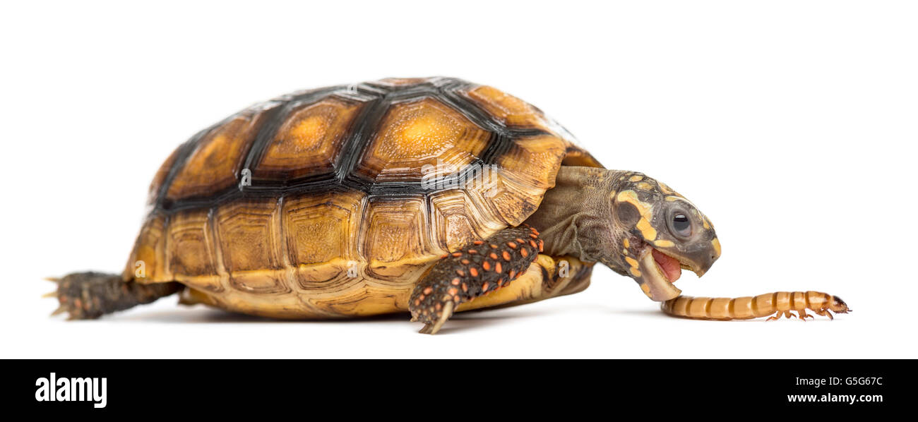 Red-footed Schildkröten (2 Jahre alt), Chelonoidis Carbonaria, Essen einen Wurm vor einem weißen Hintergrund Stockfoto