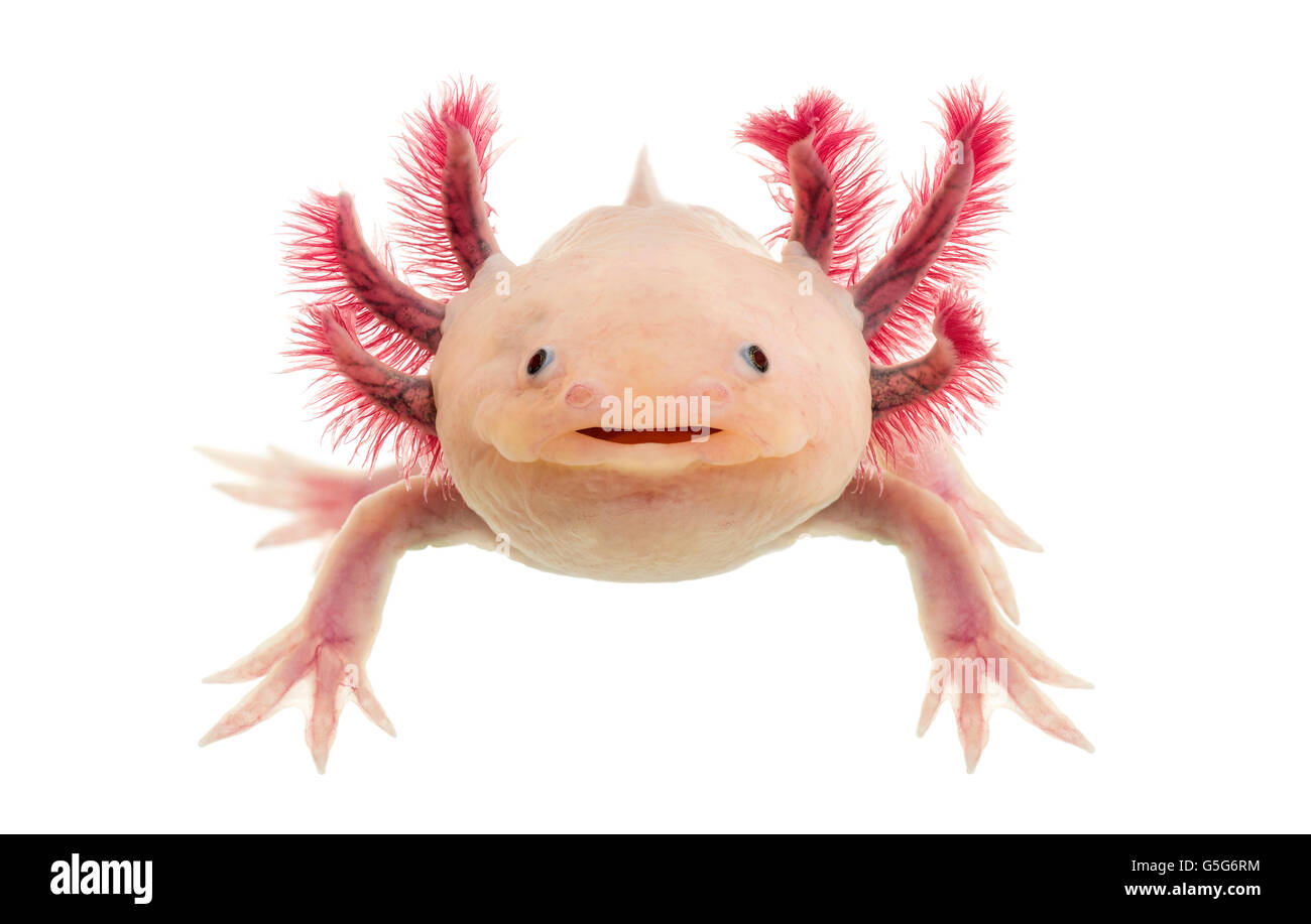 Axolotl (Z.B. geschieht) vor einem weißen Hintergrund Stockfoto