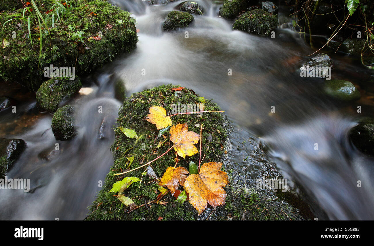 Herbstblätter werden im Glenarm River in Co Antrim gesehen, da das Herbstwetter anhält. Stockfoto