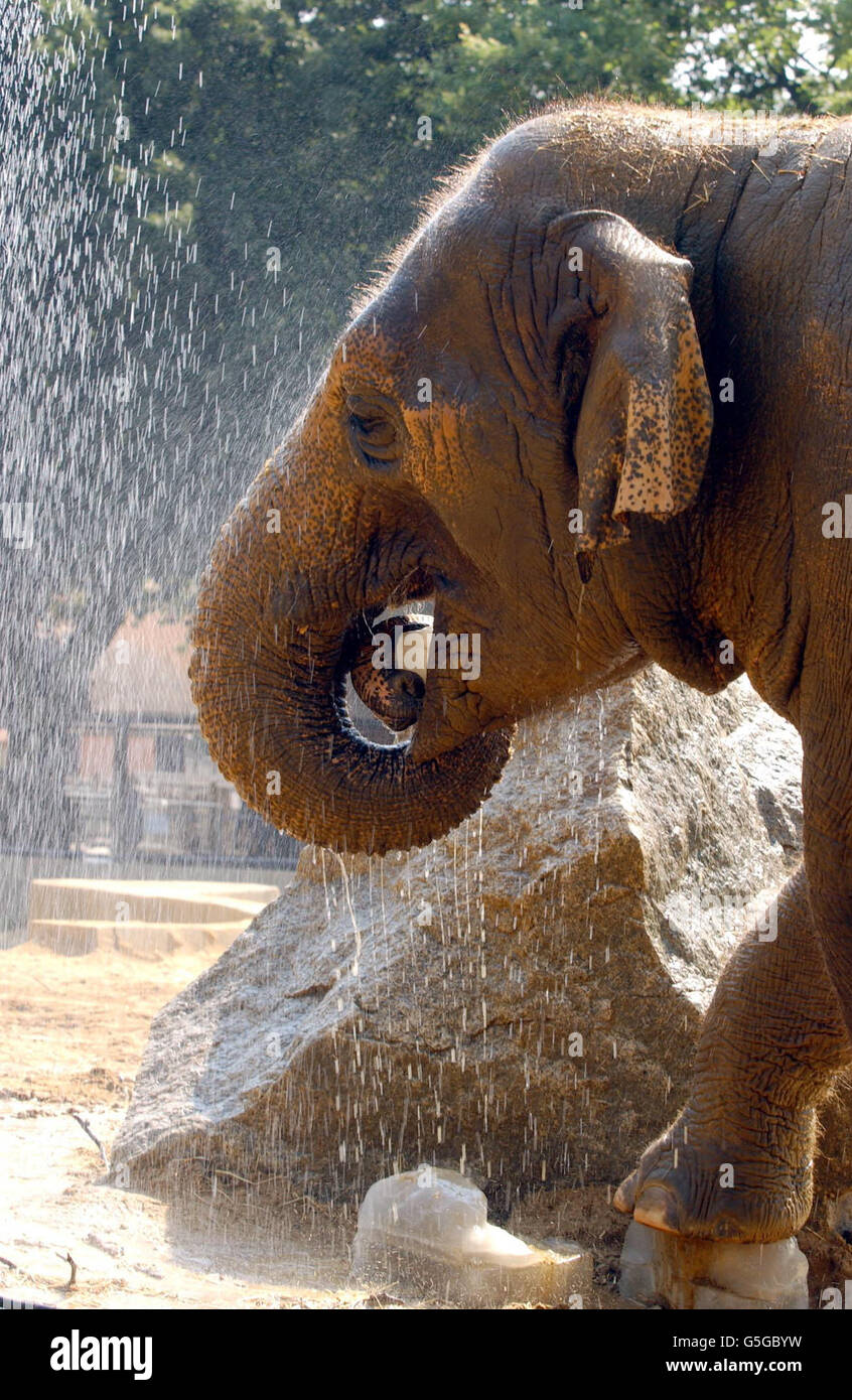 Dilberta, die Elefantendame des Londoner Zoos, knirscht gerne auf einem riesigen Eislollies, das während der heißen Witterungseinflüsse, die viele Teile von England und Wales getroffen haben, aus Kräutertee hergestellt wurde, obwohl die Prognostiker gewarnt haben, dass der warme Zauber bald enden wird Stockfoto