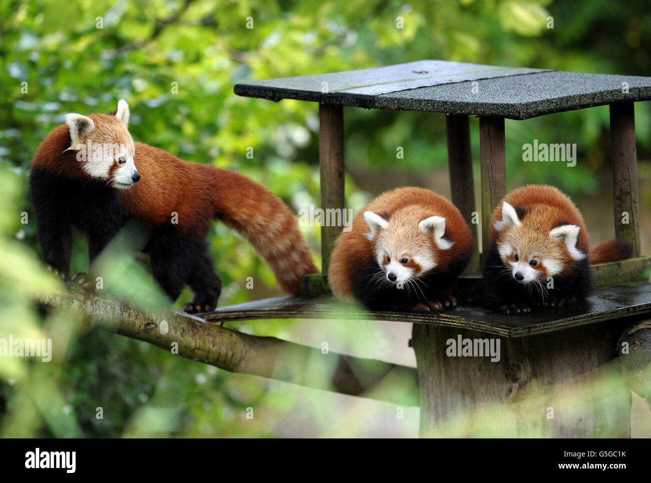 Baby rote pandas -Fotos und -Bildmaterial in hoher Auflösung – Alamy