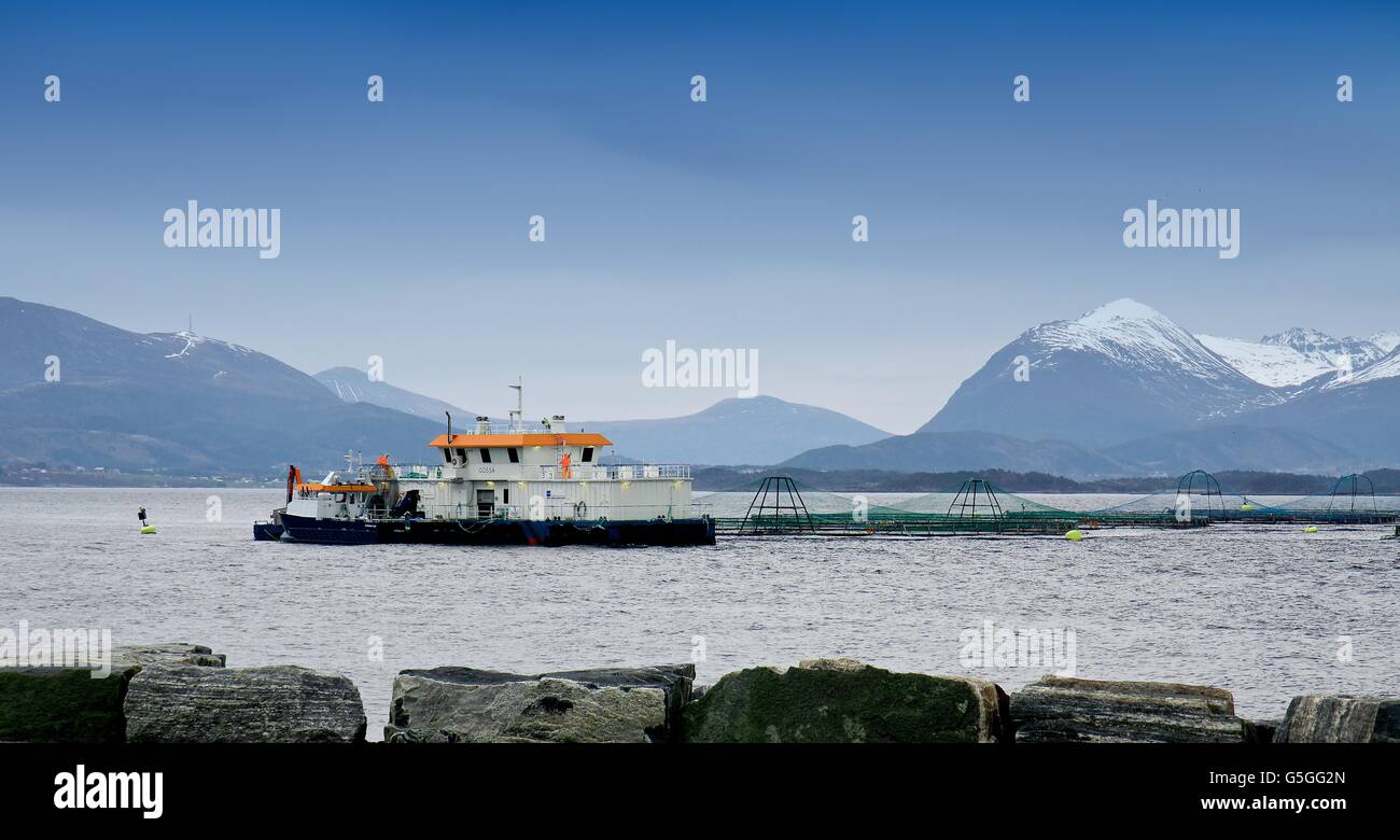 Kleine Fische-Zuchtstätte Stockfoto