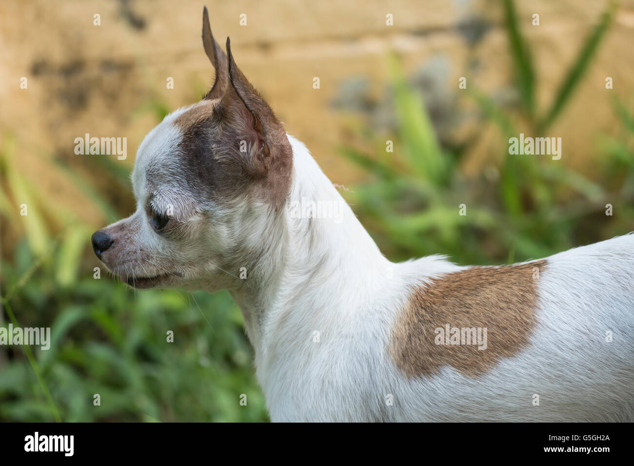 Kleine Weiße Punkte Im Stuhl Hund