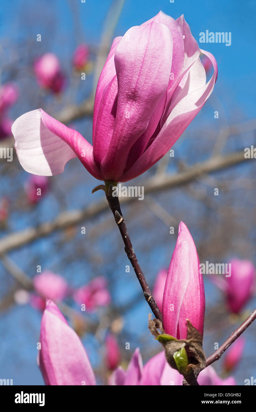 Spektrum-Hybrid-Magnolie Stockfoto