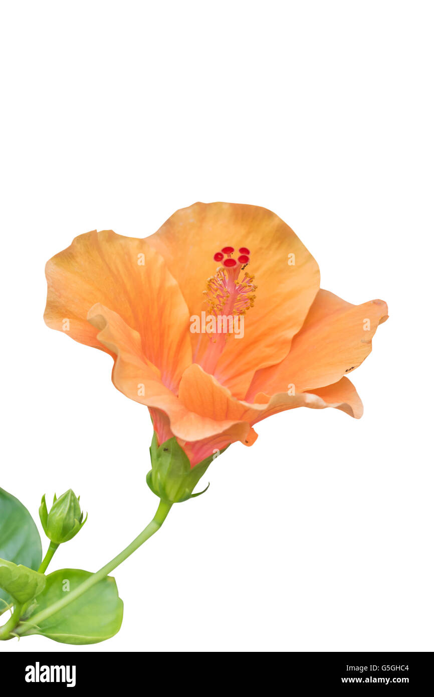 Tropische Blume Orange Hibiscus, Isolated on White Background Stockfoto