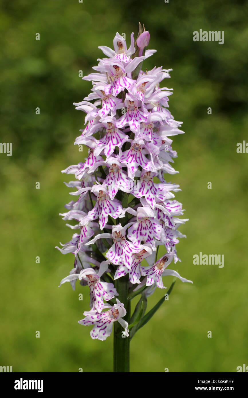 Gemeinsamen Spotted-Orchidee Dactylorhiza fuchsii Stockfoto