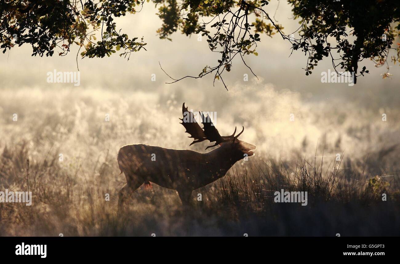 Ein einsame Hirsch spaziert durch den frühen Morgensonnen im Dunham Massey in Altrincham, Cheshire. Stockfoto