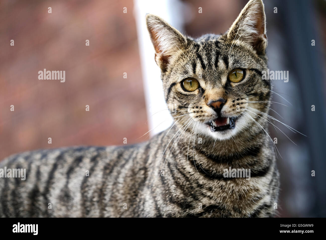Eine gemeinsame Tabby Katze Blick direkt in die Kameralinse Stockfoto