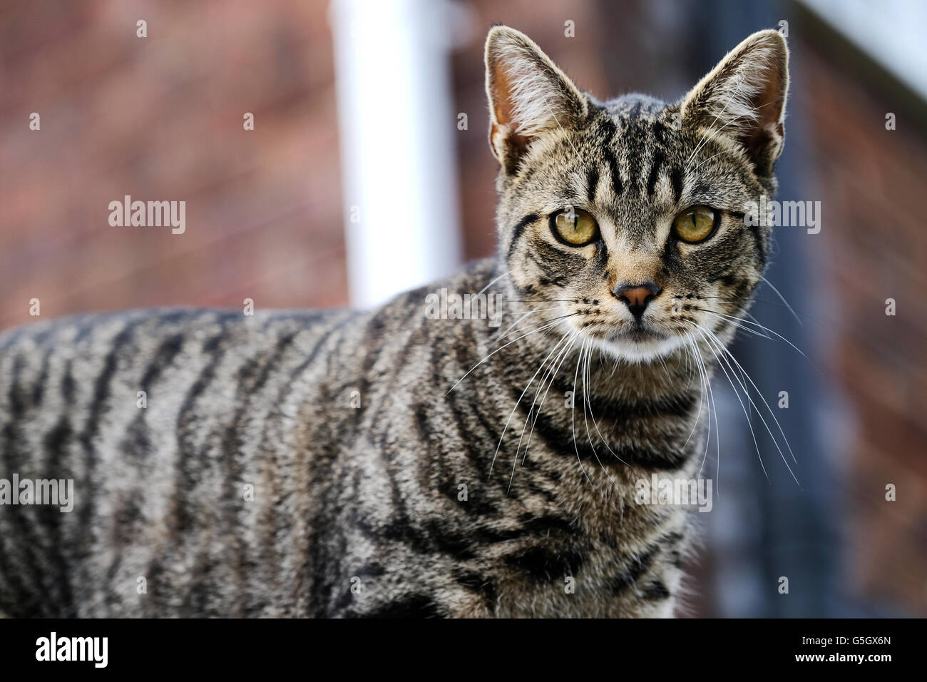 Ein gewöhnliches Haustier tabby Katze Blick direkt in die Kamera-Objektiv. Die Katze steht auf einem Gartenzaun mit einem verschwommenen Haus im Hintergrund Stockfoto