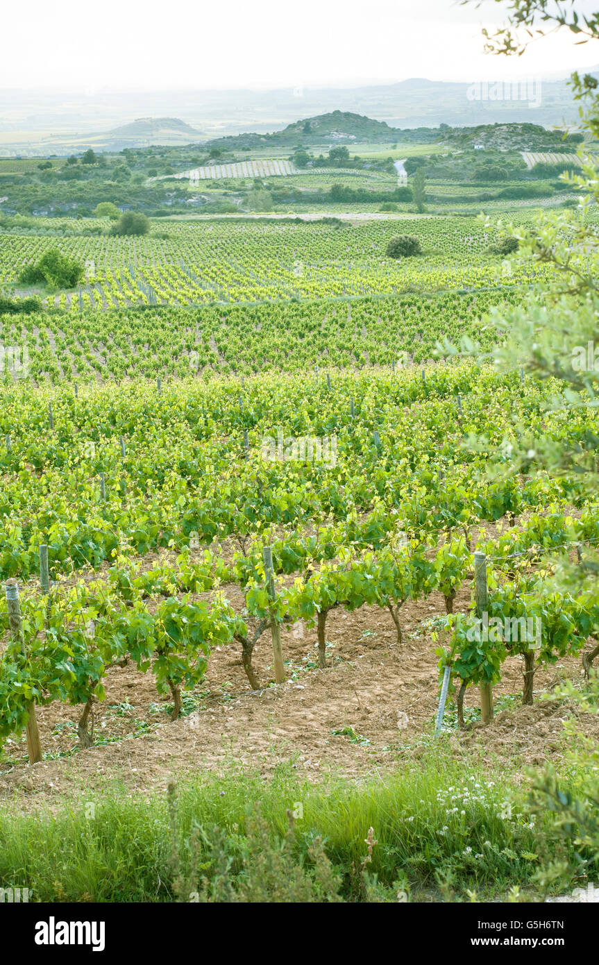 Gemeinsamen Weinrebe Vitis Vinifera, in einem Weinberg in der Region La Rioja. Labastida. Spanien. Stockfoto