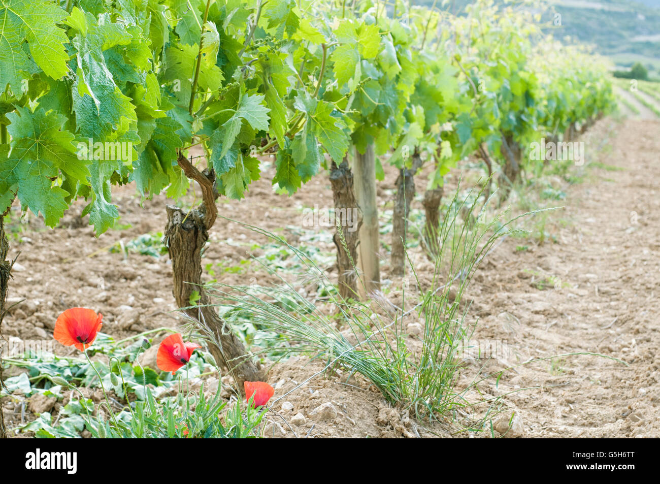 Gemeinsamen Weinrebe Vitis Vinifera, in einem Weinberg in der Region La Rioja mit Klatschmohn im Vordergrund. Labastida. Spanien. Stockfoto