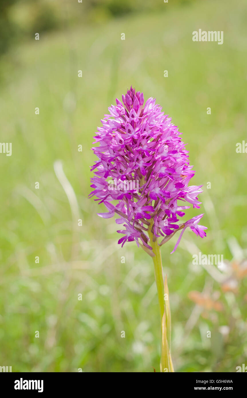 Pyramidenförmige Orchidee, Anacamptis Pyramidalis, Porträt von einem Wildorchid mit schön Out-of-Fokus-Hintergrund. Stockfoto