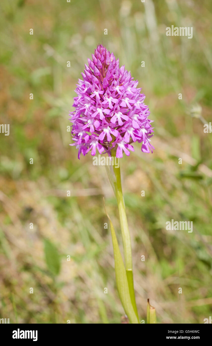 Pyramidenförmige Orchidee, Anacamptis Pyramidalis, Porträt von einem Wildorchid mit schön Out-of-Fokus-Hintergrund. Stockfoto