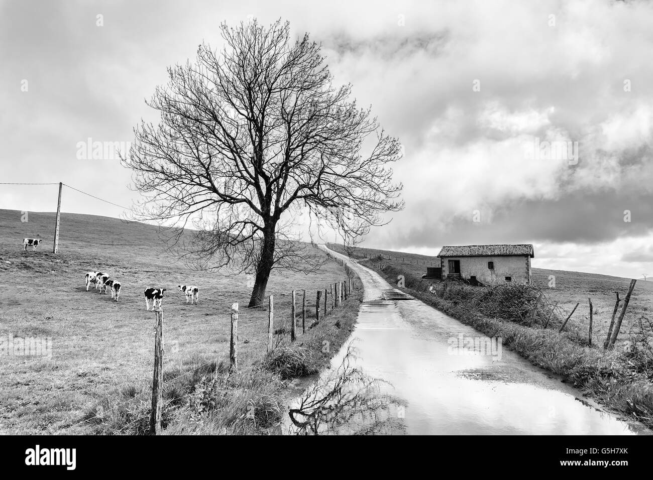 Landschaft mit Kühen auf dem Lande. Schwarz / weiß Stockfoto