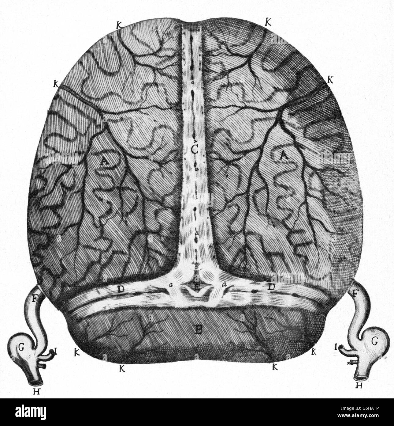 Medizin, Anatomie, Großhirn / Schädel, Gefäß der Dura cerebri Zeichnung, aus: Raymond Vieussens (ca. 1635 - 1715), 'Neurographia universalis', Leiden, 1684, Additional-Rights-Clearences-not available Stockfoto