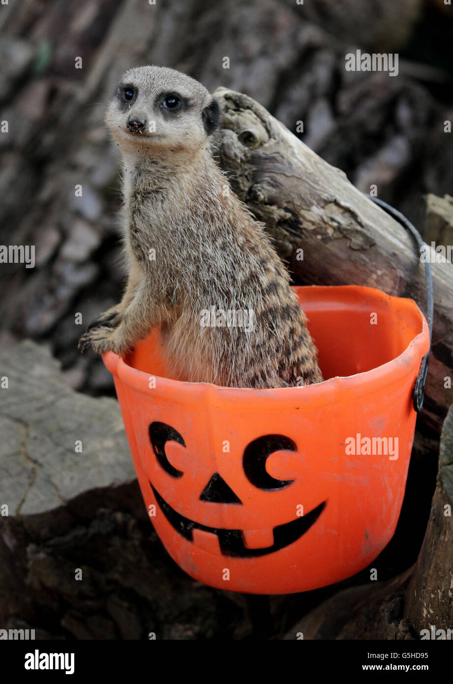 Ein Erdmännchen im Port Lympne Wild Animal Park in der Nähe von Hythe, Kent, untersucht im Rahmen eines Halloween-thematischen Anreicherungsprogramms im Park einen Kürbis-Futtereimer. Stockfoto