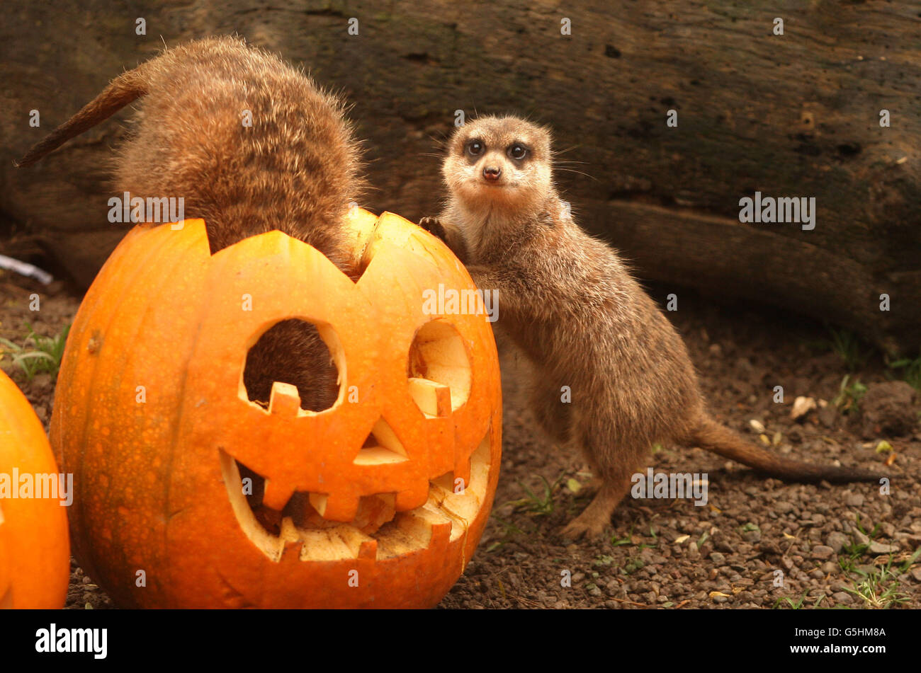 Erdmännchen-Halloween-party Stockfoto