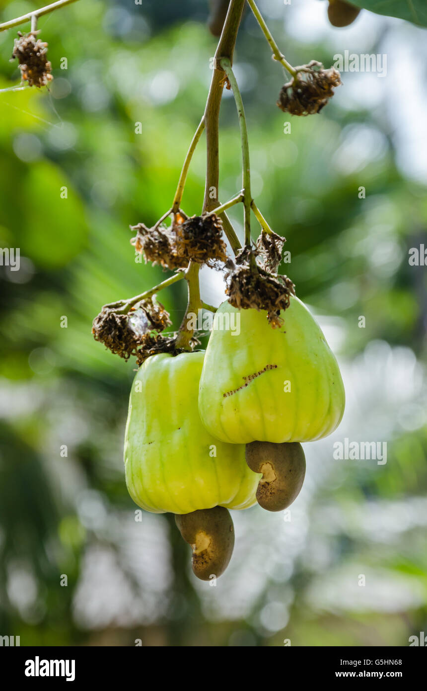 Cashew auf der Cashew-Baum im natürlichen Garten. Stockfoto