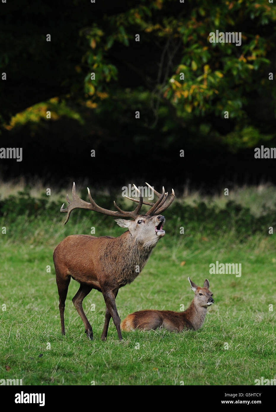 Im Studley Royal Deer Park, Ripon, beginnt die Herbstbrunnsaison mit einem Hirschbalg. Stockfoto