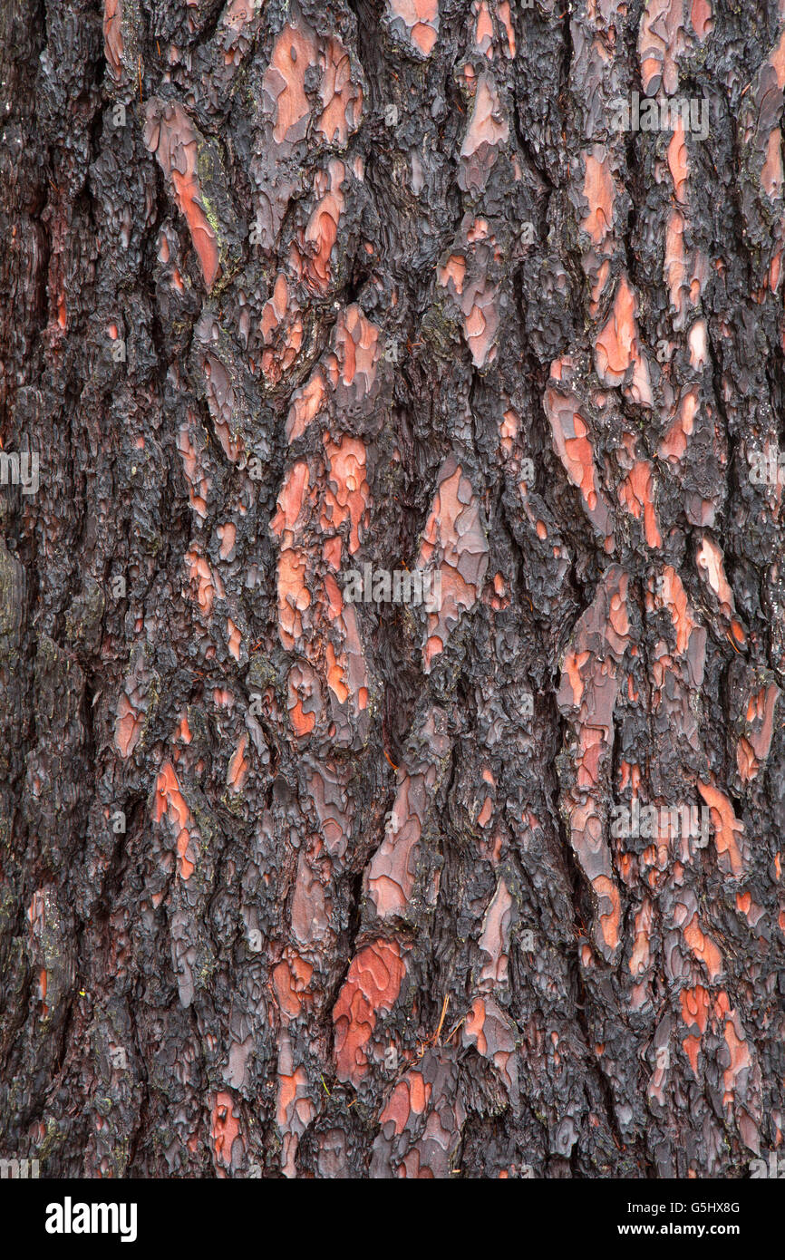 Zucker-Kiefer entlang Kerby Flat Trail, Illinois Wild and Scenic River, Siskiyou National Forest, Oregon Stockfoto