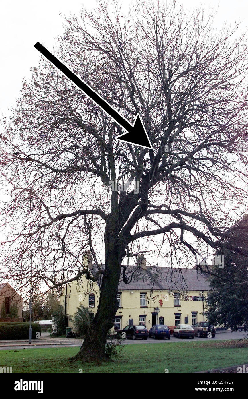 Rettungs-Baum Stockfoto