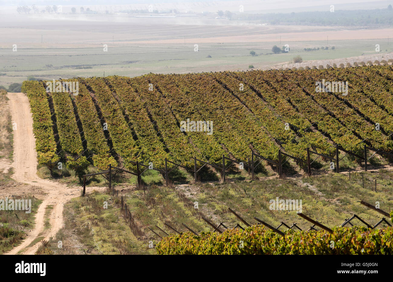 Reben und Weinberg in Riebeek Kasteel Südafrika Swartland und Umgebung Stockfoto